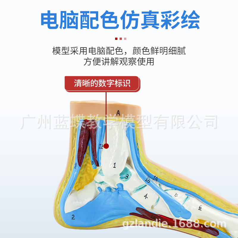 ��ѧ�����������ƽ�㹭����߹��� �㹭�㲿����������ʽ�ģ��