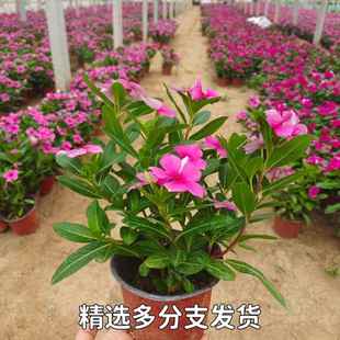 Wooden Periwinkle Potted Flower Seedlings, Four-Season Plum Blossoms, Four-Season Flowering Perennial Balcony Courtyard, Blooming Every Day
