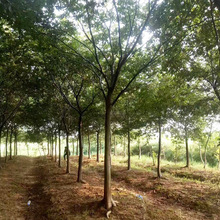 基地批发绿化苗木乔木古树批发 朴树大树精品朴树8-90公分粗朴树