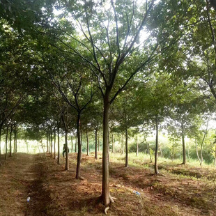 �������l�G����ľ��ľ�Ř����l �Ә��侫Ʒ�Ә�8-90���ִ��Ә�