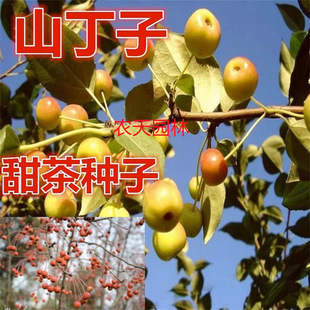 ɽ���ӣ�ɽ���ѣ�ɽ���ӣ�ɽ�G�ӷN�ӣ��޽��O����,��ֱ�Ӳ��N