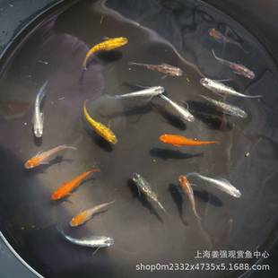 �^�����F�~�����~���w�^�p�~�F�~ԭ���~�\��С�͟��~�F����֧