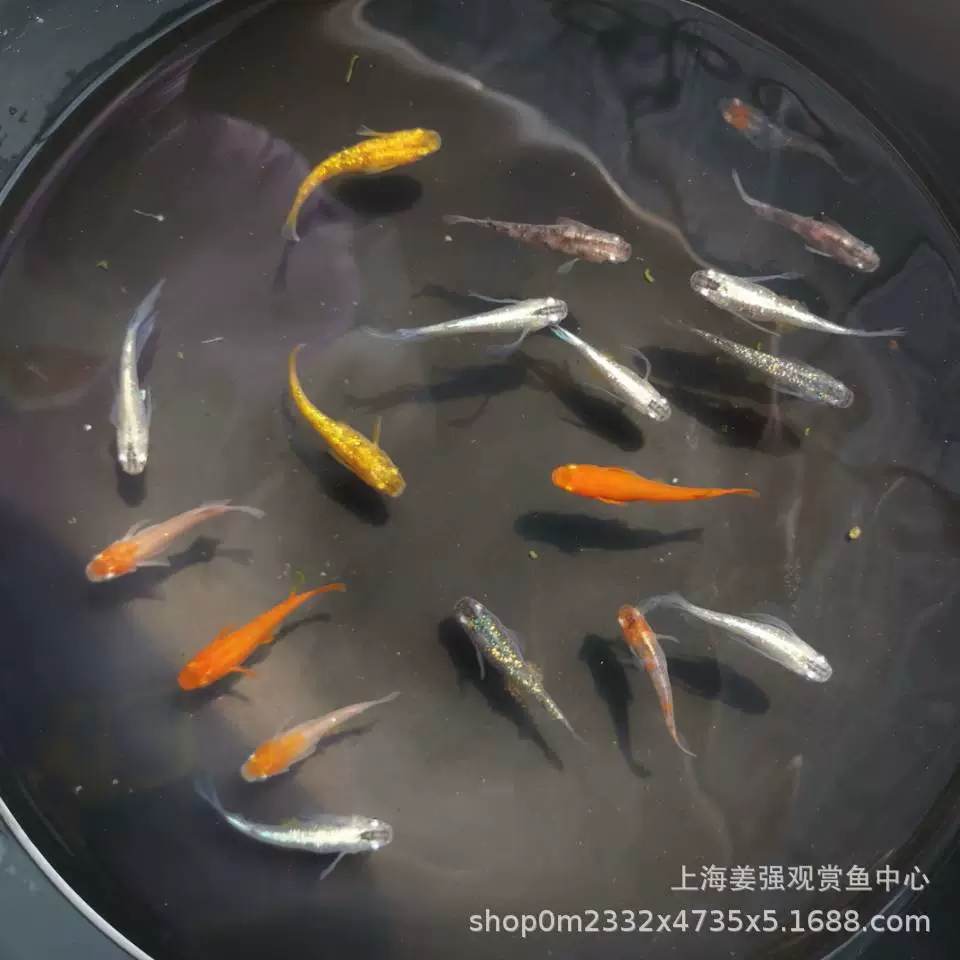 Миниатюрные живые декоративные рыбки: голубогрудый гоби, местные рыбки, кои, маленькие светящиеся рыбки, императорские рыбки, рыбки-символы зодиака.