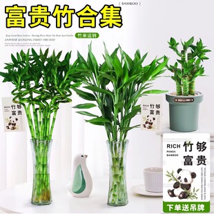 Bring in Wealth and Treasure Bamboo Hydroponic Plant Thick Branches with Roots in the Living Room to Attract Wealth and High Transport Office Desktop Green Plant Potted Plants
