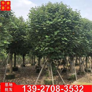 仔海树树罗麻麻槿仔海花树榄桐糕弓背朴瑾黄树黄景兴花木-阿里巴巴