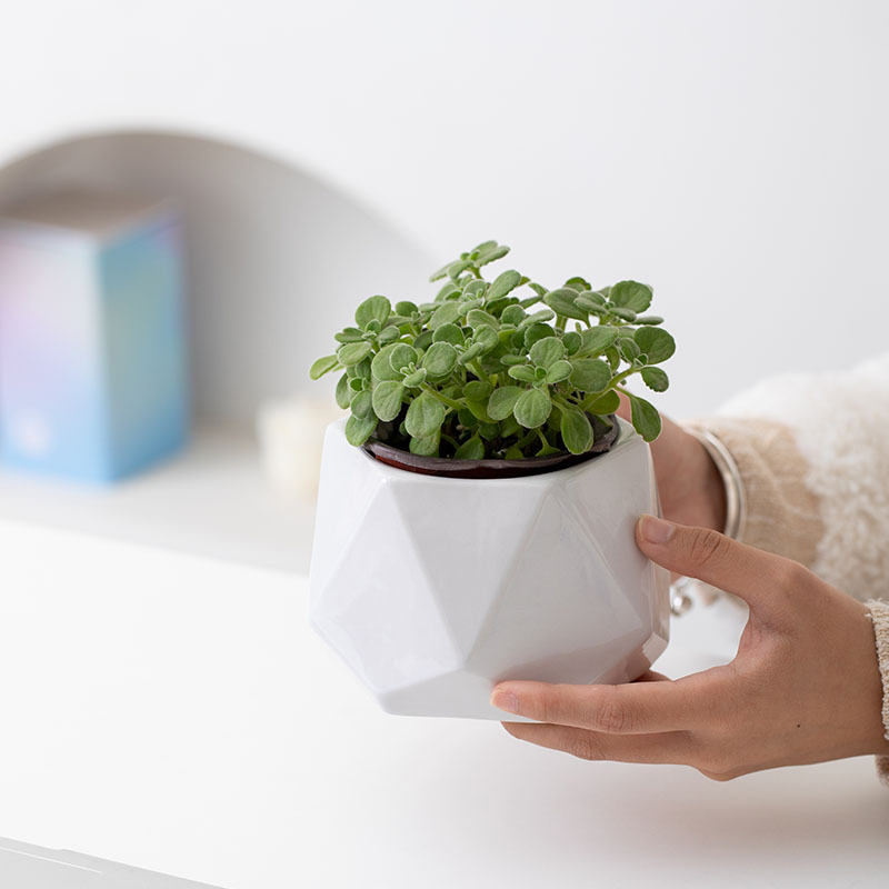 白色条纹菱形主图01