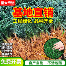批发日本矮麦冬草玉龙草四季常绿带土草坪庭院别墅耐践踏玉龙草苗