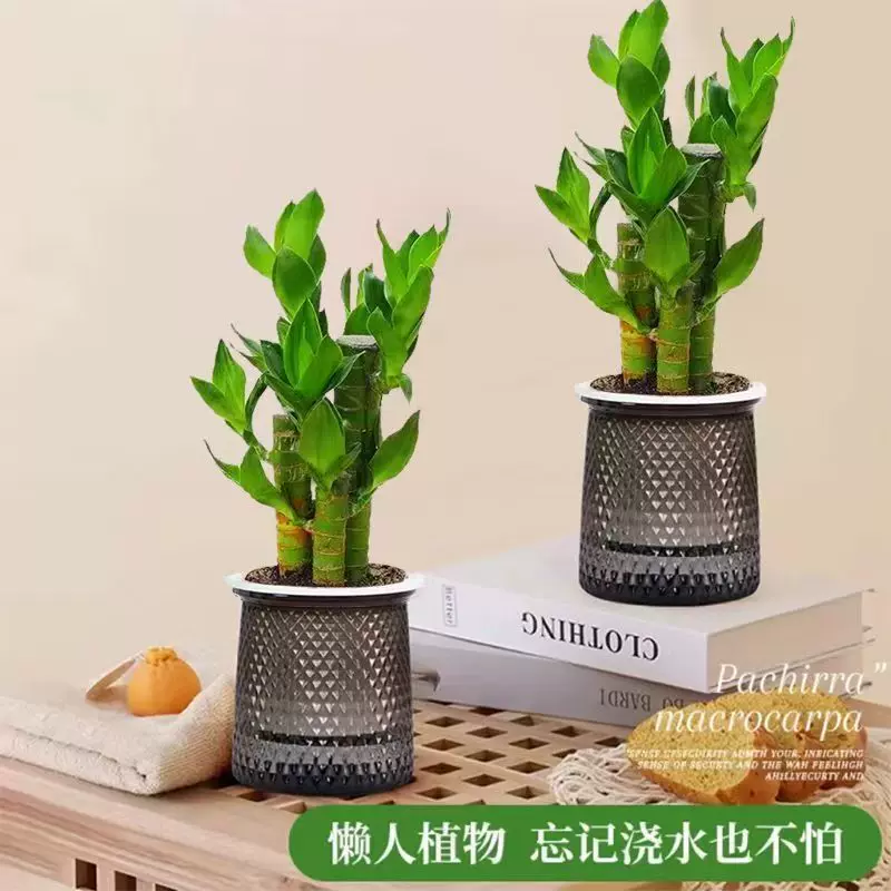富贵竹盆栽发财竹步步高办公室内植物水培好养桌面绿植四季好养活