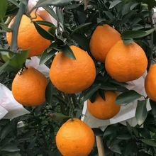 ���������ҰҸ̘���������ϱ����Nֲ��������Ә��������ָ�