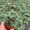 [Base direct batch] Douban green, moss ball pot plants, micro -landscape plant -viewing plants purify air