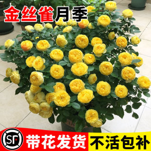 Canary Rose Rose Large Seedlings Strong Fragrance Four-Season Blooming Balcony Courtyard Vine Rose Flower Potted Green Plant