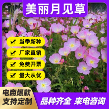 美丽月见草种子夜来香花籽多年生庭院室外绿化盆栽易种活四季开花