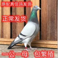 ���ӻ�һ����ĸԭ��ِ������С���N�������^�p�����������w�]