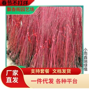 һ�����l�t��ľ��ͥԺ�е���t�R�����G��������ľ�t��ľ�����