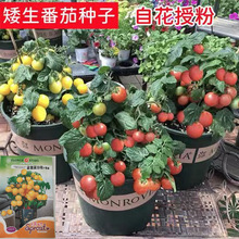 盆栽番茄種子矮生小番茄西紅柿種籽苗陽台盆栽蔬菜水果四季播種