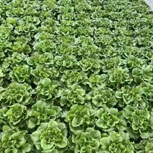 摩尔根3801意大利生菜种子丸粒化包衣单粒播四季半结球生菜耐抽苔