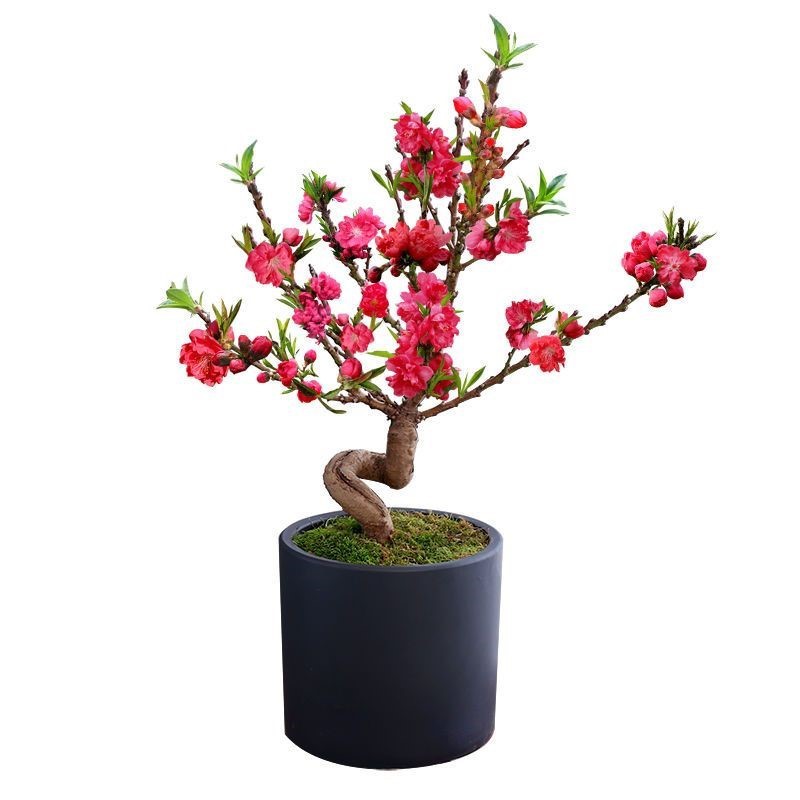 인기 판매 5년생 모종 [전송 S자 모양 모종]