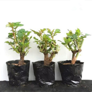 õ��������x�ɫõ�廨���Ի��ܾGֲ���¼�������