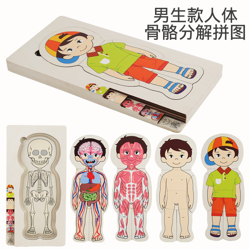 Ilustración científica de los niños estructura del cuerpo humano rompecabezas órgano anatomía hueso cognición educación temprana cuerpo vísceras rompecabezas juguete