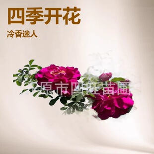 2026������ֲ �ļ�õ�� ����õ�� �༾��õ ��÷������������