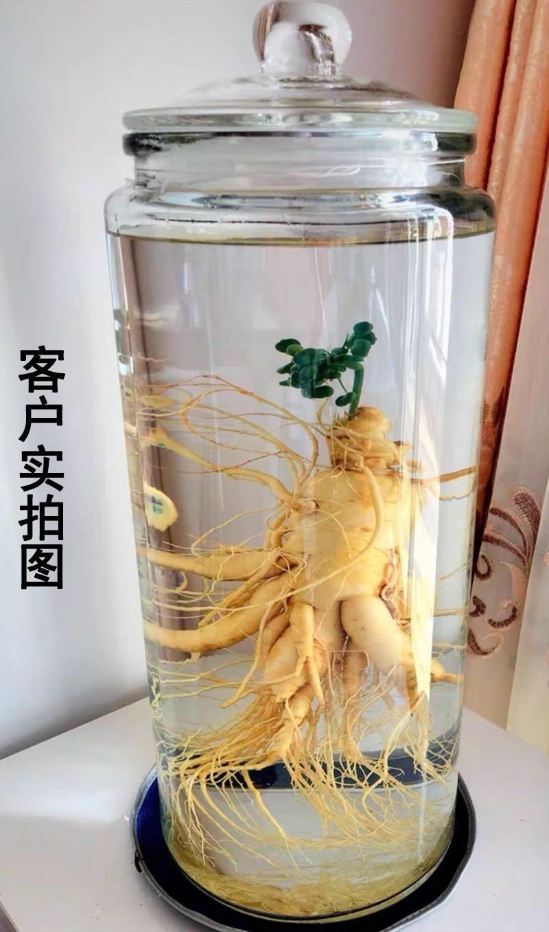 Ginseng Root Ren Shen 长白山人参 Whole Dried Root for Wine Infusion and Cooking 100g quality and texture