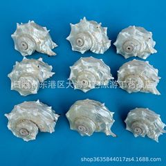 発光タツノオトシゴ、銀口丸棘巻貝、ヤドカリ交換用シェル、水槽造園装飾品、標本メーカー卸売