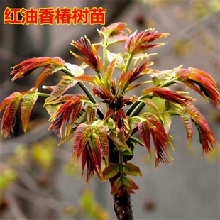 �t���㴻�����ļ��ϱ����NֲͥԺ���������㴻�����㴻�����㴻��