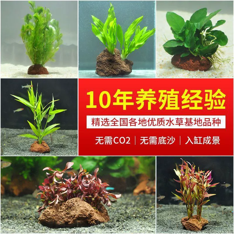 Вулканический каменный аквариум с водой и растениями