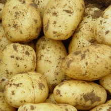 土豆甘肅定西新鮮馬鈴薯5/9斤沙面粉糯黃皮黃心土豆高山農家自種