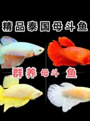 泰国斗鱼半月抱卵母鱼成年爆卵热带鱼观赏鱼繁殖用白红母好养耐活