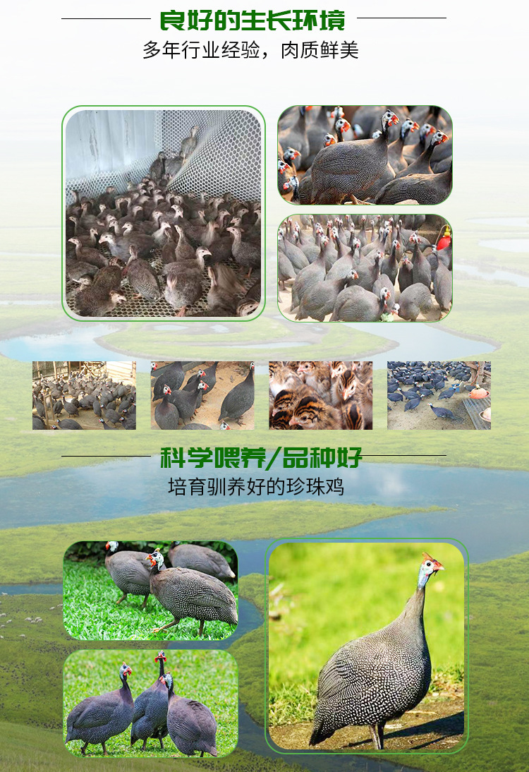 珍珠雞_03.jpg