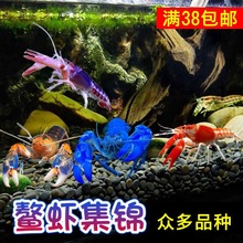 鳌虾观赏虾水族宠物虾天空侏儒橘白蓝鳌虾淡水1虾类水产海鲜餐饮