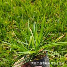 崂峪苔草基地 青绿苔草 地被宿根多年生草花苗木 绿化花卉园林