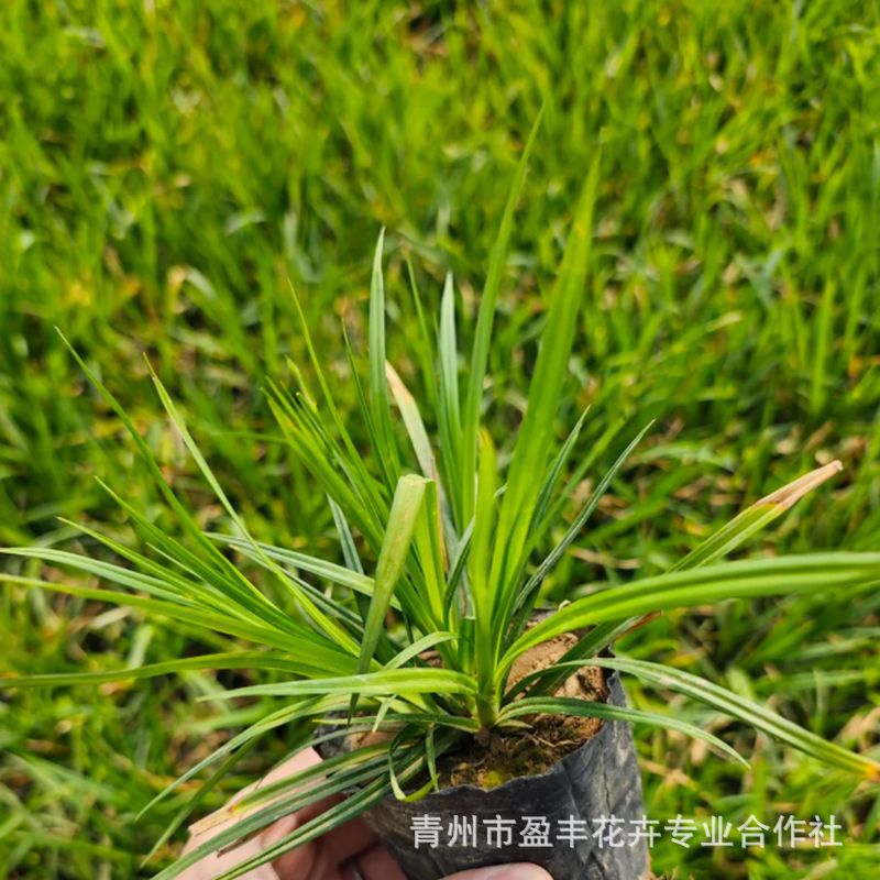崂峪苔草基地 青绿苔草 地被宿根多年生草花苗木 绿化花卉园林