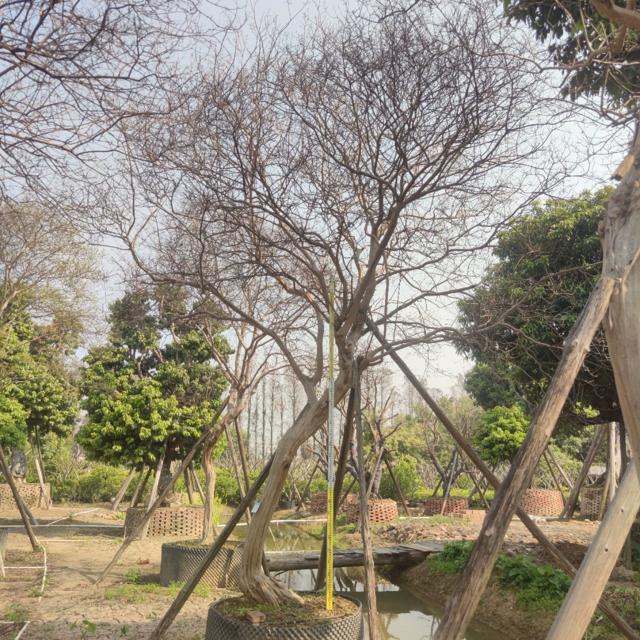 230301 поставка колена сафлор