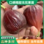 粗度青皮无花果苗