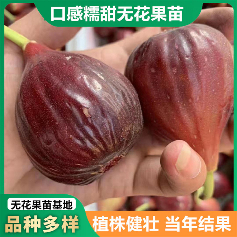出售粗度1公分以上波姬红青皮无花果苗 当年结果斯特拉无花果苗