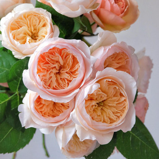 Juliet Cut Flower Rose Seedlings Austin Large Flower Fragrant Rose Balcony Courtyard All Year Round Flower Potted Plants