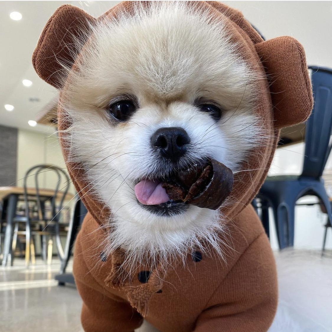 En stock INS invierno mascota perro gato conejo oso tridimensional oreja con Capucha forrada de lana engrosada ropa de baño de algodón cálido