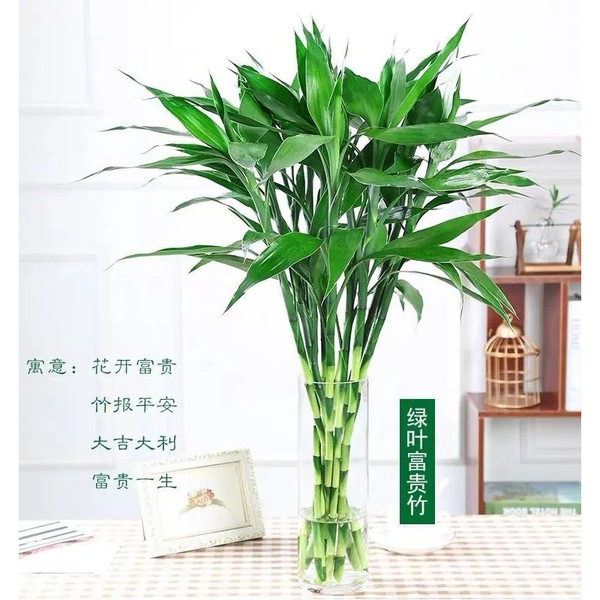 Lucky Bamboo Flowers and Plants Potted in Water to Purify the Air…