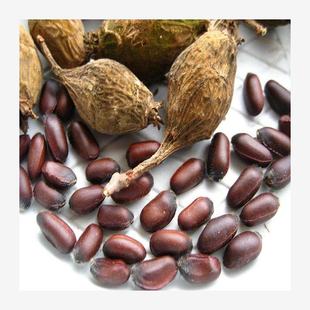 Wintersweet Seeds, Four-Season Seedlings, Yellow Wintersweet Tree Seeds, Wintersweet Seeds, Yellow Plum Blossoms, Plum Blossoms, Iron Chopstick Flowers