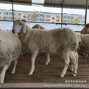 Сβ��������� Сβ����N�������u�� �Ų��d��r�� ɽ�|�B���