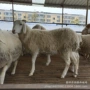 山东杜泊小尾寒种羊