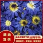 冻干2026蓝色睡莲干花