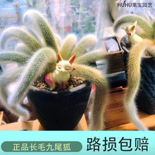 多肉九尾狐植物长毛老桩垂吊篮精品白狐多肉盆栽组合阳台室内植物