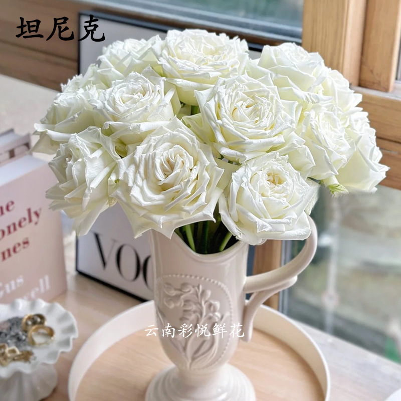 【骄傲 坦尼克白玫瑰】白玫瑰鲜切花 昆明鲜花批发 基地直供观花