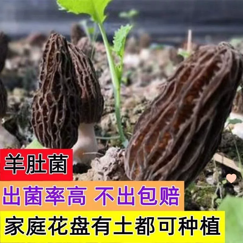 Мешки для грибов Morels с гарантированным высоким урожаем, семена грибов материнской штаммы, быстро растущие мешки для съедобных грибов для посадки в горшках на балконе.