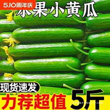 黄瓜新鲜小黄瓜水果小青瓜荷兰蔬菜农家10山东旱生吃5斤现摘现发