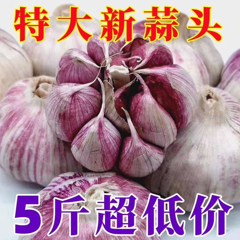 山东新干蒜紫皮大蒜头批发价新鲜红皮优质大蒜子农家自种包邮|undefined