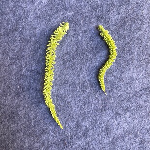 Simulation Flower Accessories Mori Zen Insertion Accessories Water Grass Soft Glue Simulation Heavy Sense Simulation Green Plants